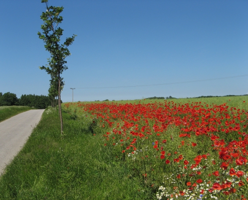 Mohnblumen an der Ostsee